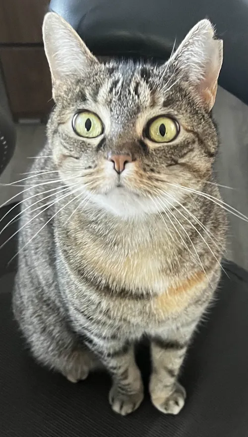 Madeleine's cat, Jelly